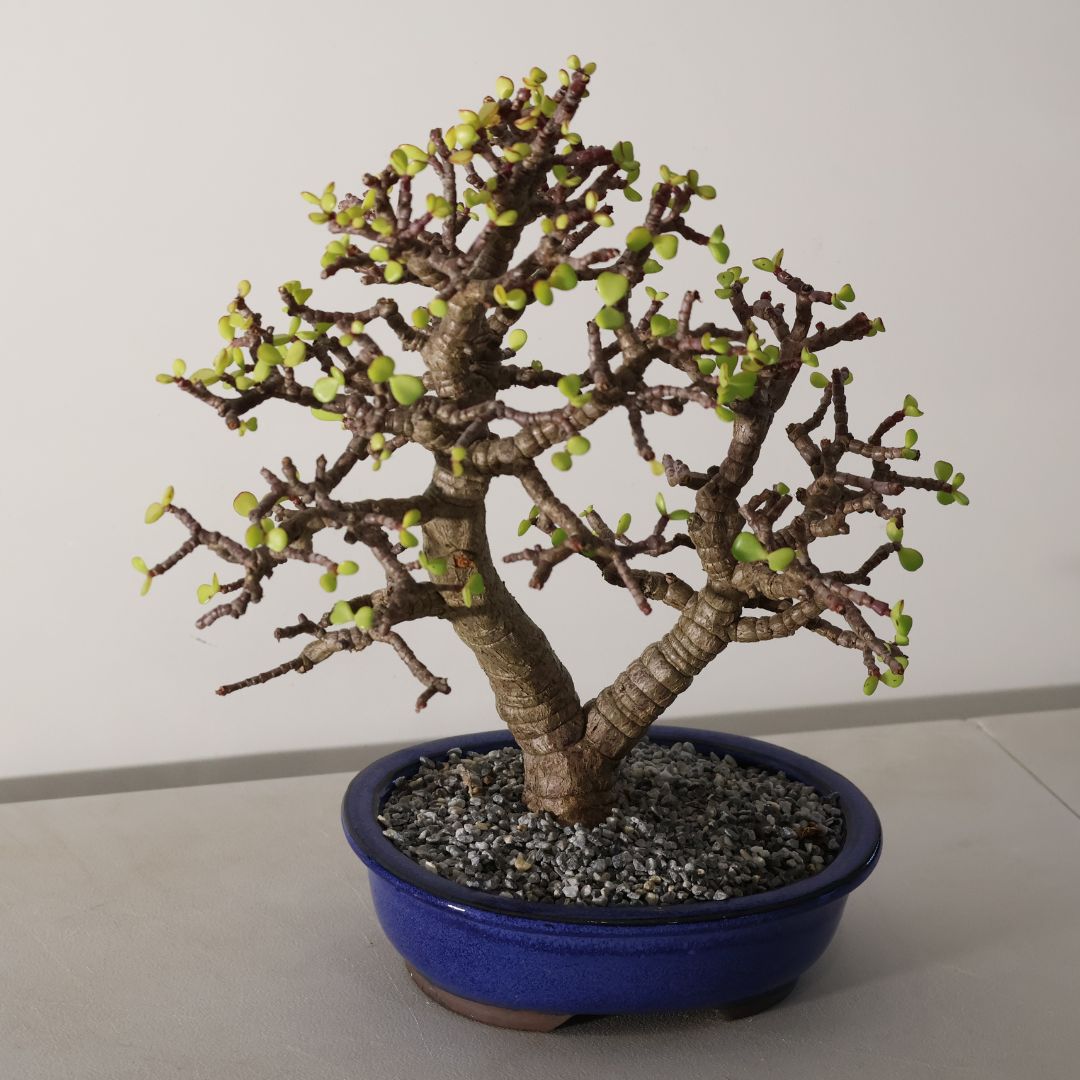 8 Year old Shohin Spekboom Bonsai – Portulacaria afra - Image 4
