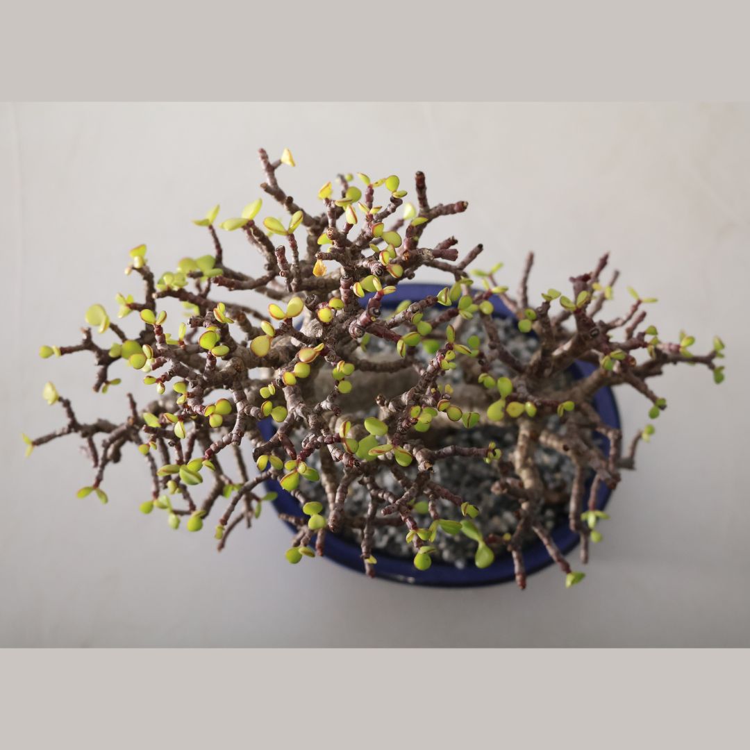 8 Year old Shohin Spekboom Bonsai – Portulacaria afra - Image 5