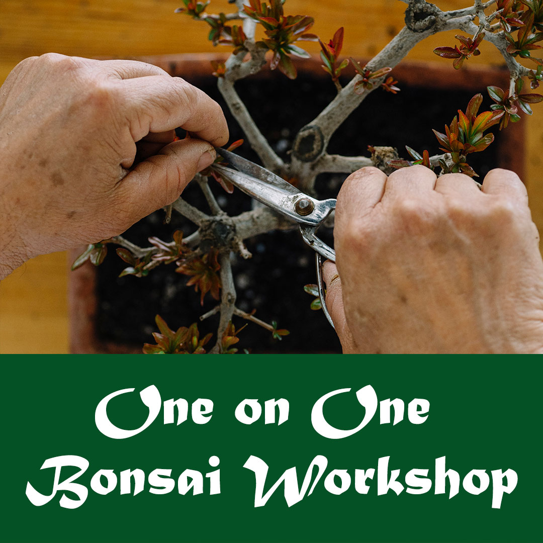 One on One Bonsai Workshop