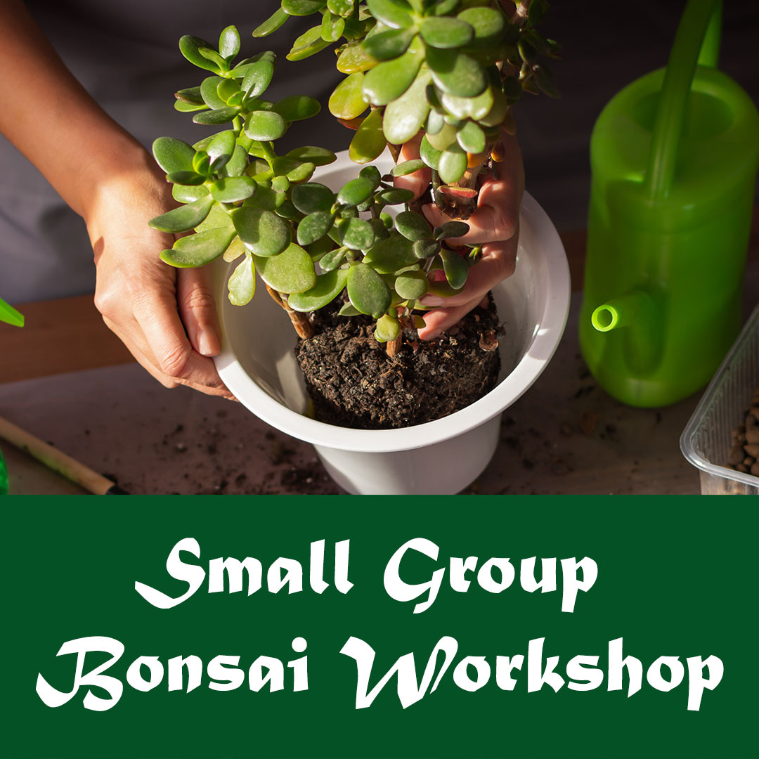 Small Group Bonsai Workshop
