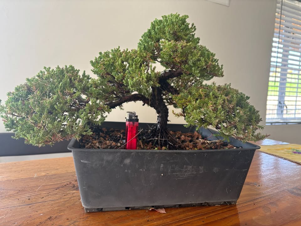 Juniper Procumbence Nana Pre-Bonsai 1