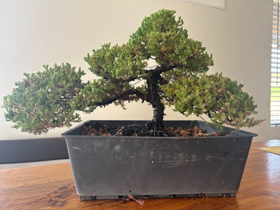 Juniper Procumbence Nana Pre-Bonsai 1 - Image 2