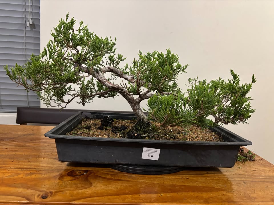Juniper (Juniperus chinensis) Pre-Bonsai 2