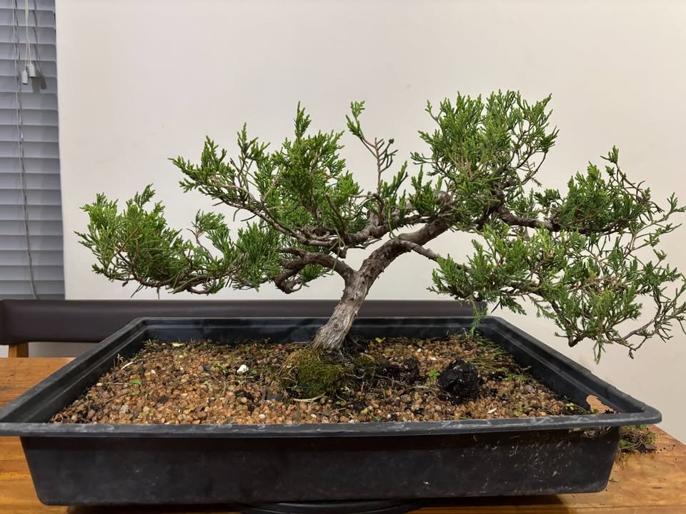 Juniper (Juniperus chinensis) Pre-Bonsai 2 - Image 2