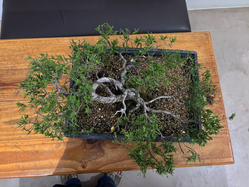 Juniper (Juniperus chinensis) Pre-Bonsai 2 - Image 3