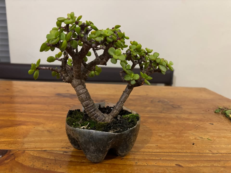 Shohin Twin-Trunk Spekboom Bonsai (Portulacaria afra) 2 - Image 3