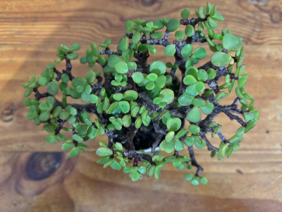 Shohin Twin-Trunk Spekboom Bonsai (Portulacaria afra) 2 - Image 2