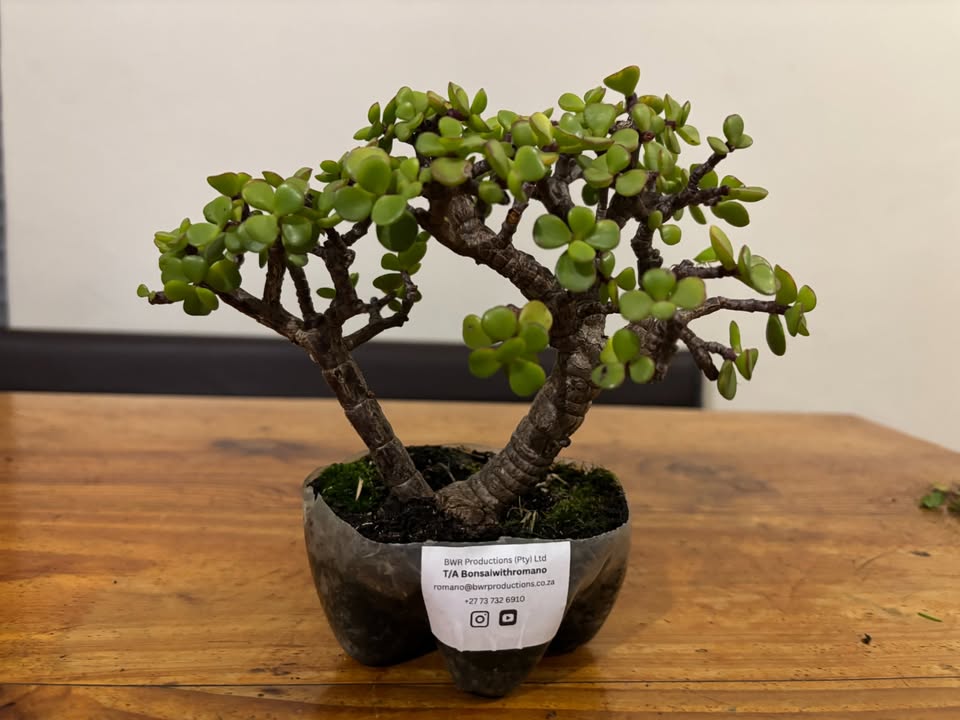 Shohin Twin-Trunk Spekboom Bonsai (Portulacaria afra) 2