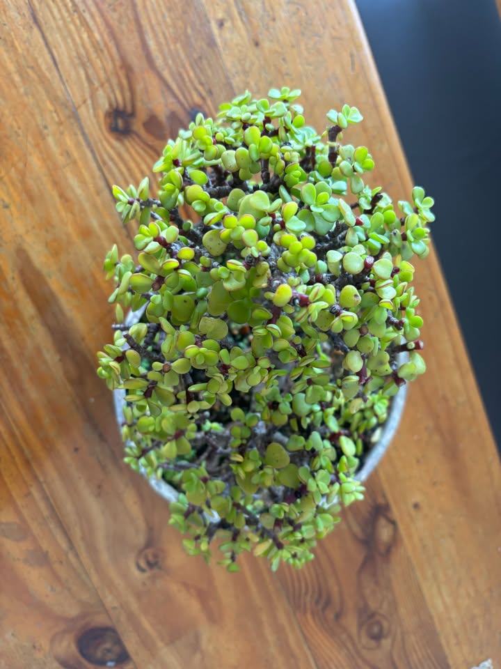 8 Year old Shohin Spekboom Bonsai – Portulacaria afra - Image 2