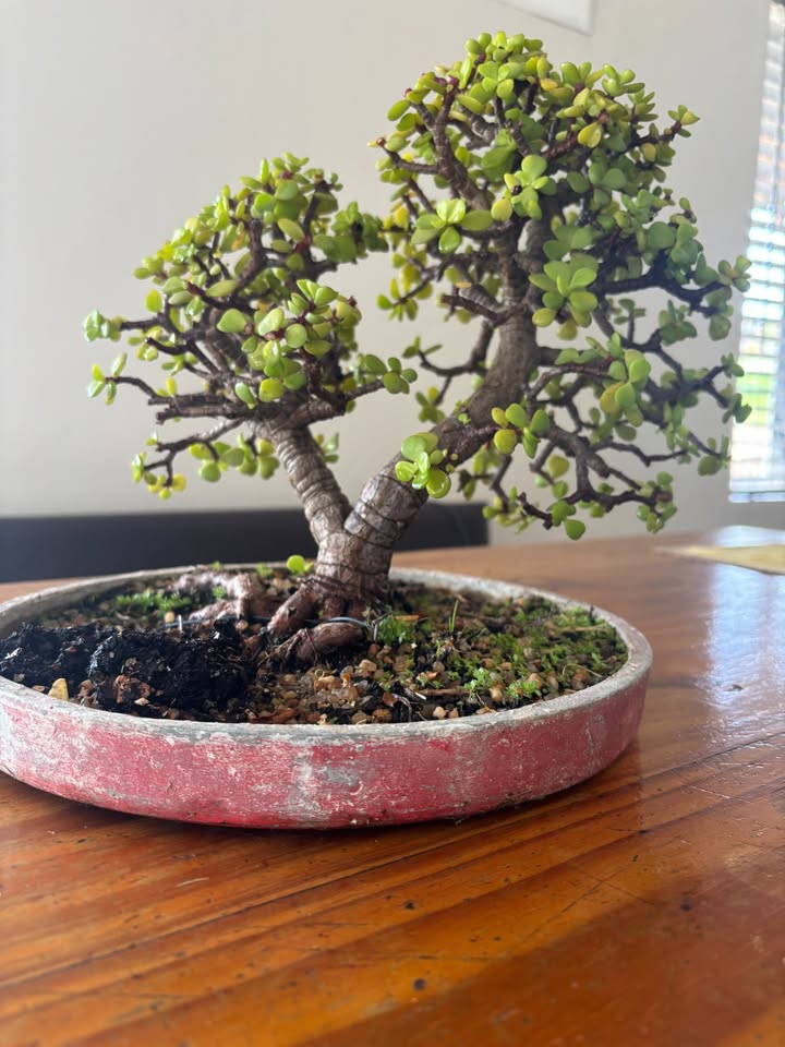 8 Year old Shohin Spekboom Bonsai – Portulacaria afra - Image 3