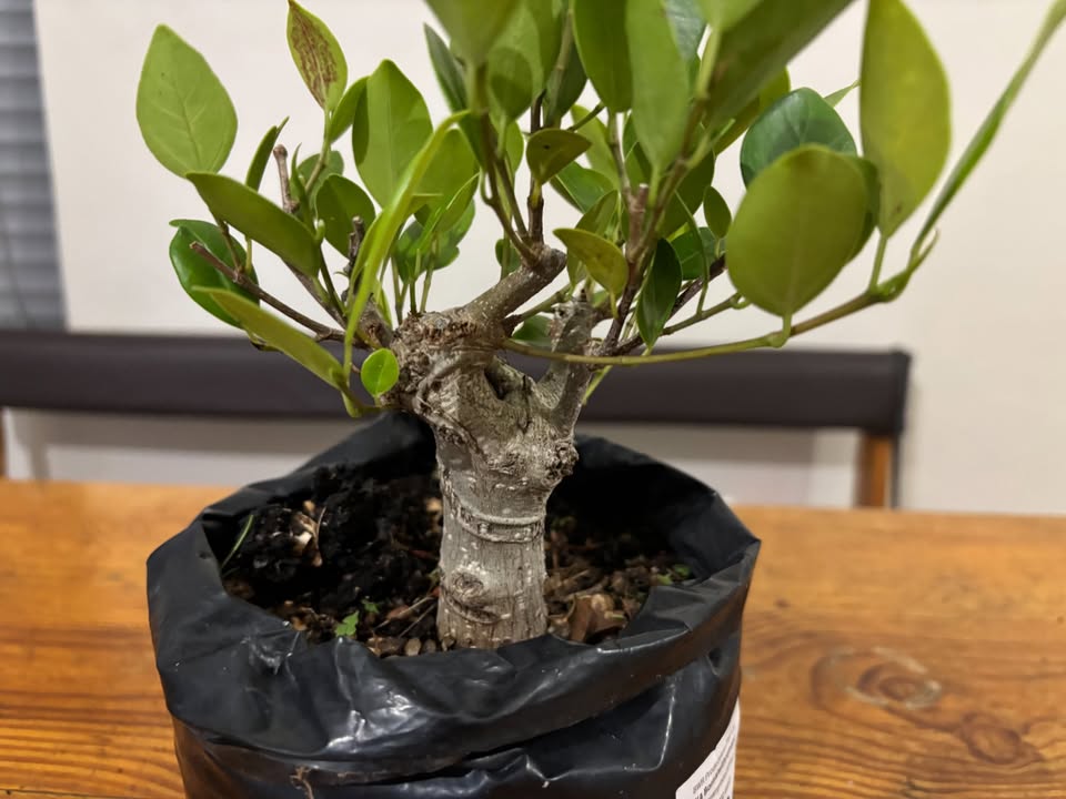 Shohin Tiger Bark Fig – Ficus microcarpa 'Tiger Bark' - Image 2