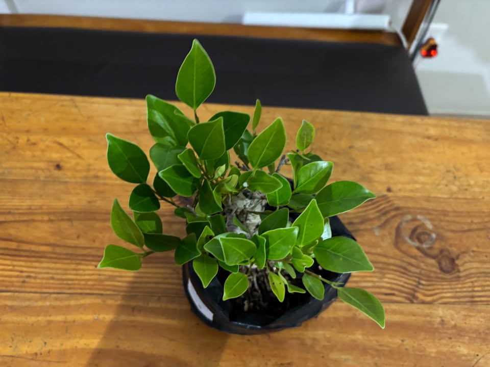 Shohin Tiger Bark Fig – Ficus microcarpa 'Tiger Bark' - Image 3