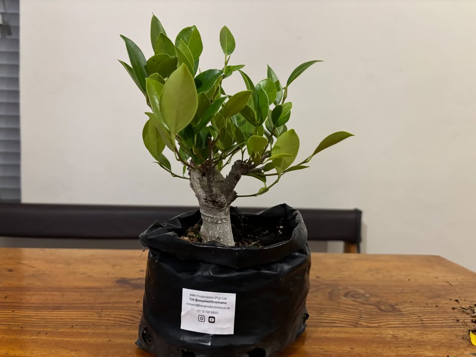 Shohin Tiger Bark Fig – Ficus microcarpa 'Tiger Bark'